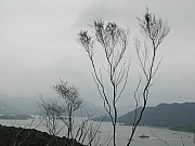 Thumbnail of DSCN9765.JPG