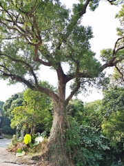 Thumbnail of pic_Lee_Shing_003.JPG