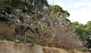 Thumbnail of pic_Lee_Shing_004.JPG
