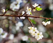 Thumbnail of pic_Lee_Shing_005.JPG