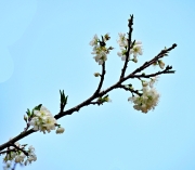 Thumbnail of pic_Lee_Shing_006.JPG