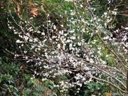 Thumbnail of pic_Lee_Shing_007.JPG