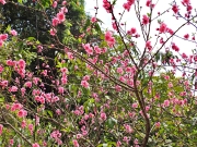 Thumbnail of pic_Lee_Shing_014.JPG