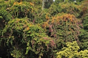 Thumbnail of pic_Lee_Shing_017.JPG