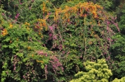 Thumbnail of pic_Lee_Shing_018.JPG