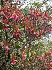 Thumbnail of pic_TB_Tung_020.jpg
