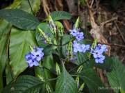 Thumbnail of pic_XF_Liu_005.jpg