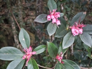 Thumbnail of pic_XF_Liu_023.jpg