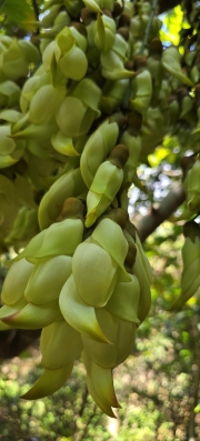 Thumbnail of pic_CW_Ho_054.jpg