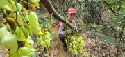 Thumbnail of pic_CW_Ho_061.jpg