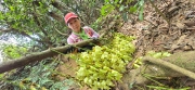 Thumbnail of pic_CW_Ho_062.jpg