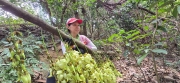 Thumbnail of pic_CW_Ho_063.jpg