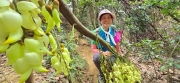 Thumbnail of pic_CW_Ho_064.jpg