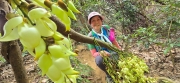 Thumbnail of pic_CW_Ho_065.jpg
