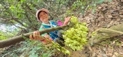 Thumbnail of pic_CW_Ho_066.jpg