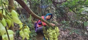 Thumbnail of pic_CW_Ho_067.jpg