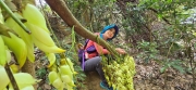 Thumbnail of pic_CW_Ho_068.jpg