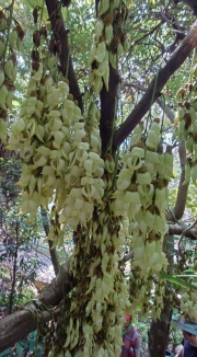 Thumbnail of pic_KC_Chan_029.jpg