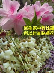 Thumbnail of pic_KC_Chan_031.jpg