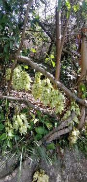 Thumbnail of pic_Lee_Woo_008.jpg