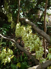 Thumbnail of pic_SK_Kwan_015.JPG