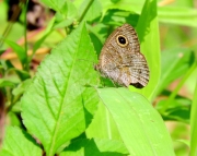 Thumbnail of pic_Bill_Cheung_043.JPG