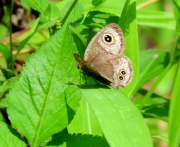 Thumbnail of pic_Bill_Cheung_044.JPG