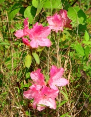 Thumbnail of pic_Bill_Cheung_045.JPG