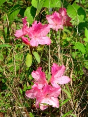 Thumbnail of pic_Bill_Cheung_046.JPG