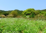 Thumbnail of pic_Bill_Cheung_048.JPG