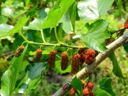 Thumbnail of pic_Bill_Cheung_049.JPG