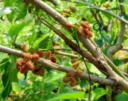 Thumbnail of pic_Bill_Cheung_050.JPG