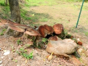 Thumbnail of pic_Bill_Cheung_058.JPG