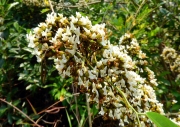 Thumbnail of pic_Bill_Cheung_061.JPG