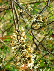 Thumbnail of pic_Bill_Cheung_063.JPG