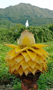 Thumbnail of pic_Bill_Cheung_074.jpg