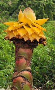 Thumbnail of pic_CW_Ho_011.jpg
