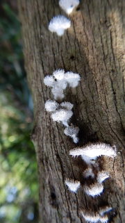 Thumbnail of pic_CW_Ho_057.JPG