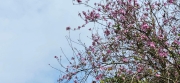 Thumbnail of pic_Si9_041.jpg