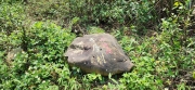 Thumbnail of pic_Si9_060.jpg