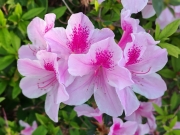 Thumbnail of pic_Cindy_Tse_003.jpg