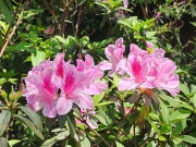Thumbnail of pic_Cindy_Tse_027.jpg