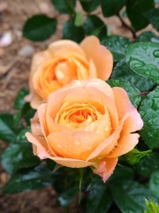 Thumbnail of pic_Cindy_Tse_013.jpg