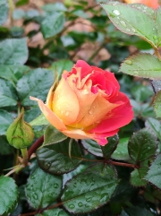 Thumbnail of pic_Cindy_Tse_014.jpg
