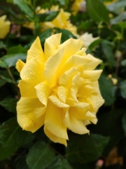 Thumbnail of pic_Cindy_Tse_015.jpg