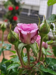 Thumbnail of pic_Cindy_Tse_016.jpg