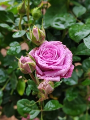 Thumbnail of pic_Cindy_Tse_017.jpg