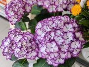 Thumbnail of pic_Cindy_Tse_019.jpg