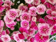 Thumbnail of pic_Cindy_Tse_021.jpg