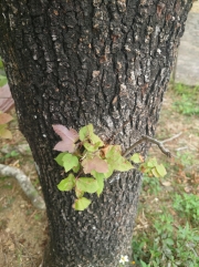 Thumbnail of pic_SK_Kwan_010.JPG